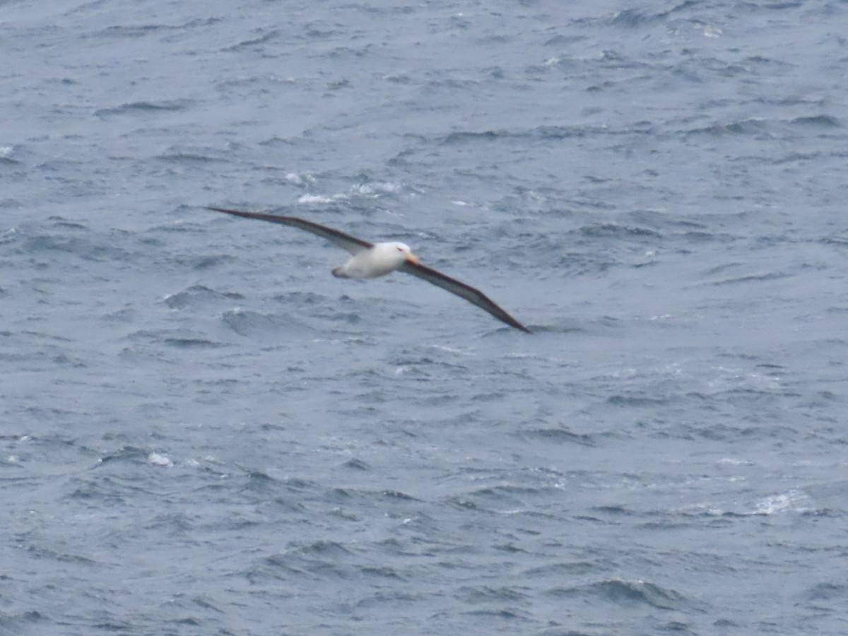 Albatros à sourcils noirs - ML620981038