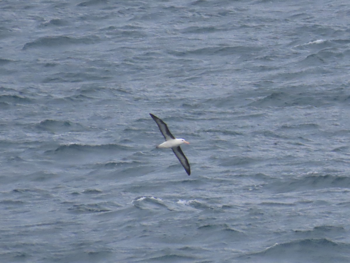 Black-browed Albatross - ML620981040