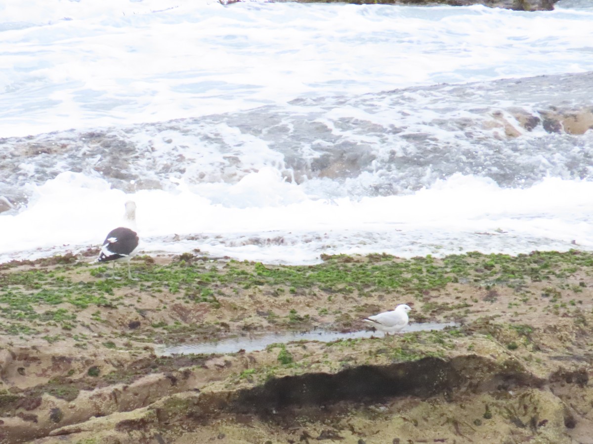 eBird Checklist - 30 Jun 2024 - Mistral Point, Maroubra - 20 species ...