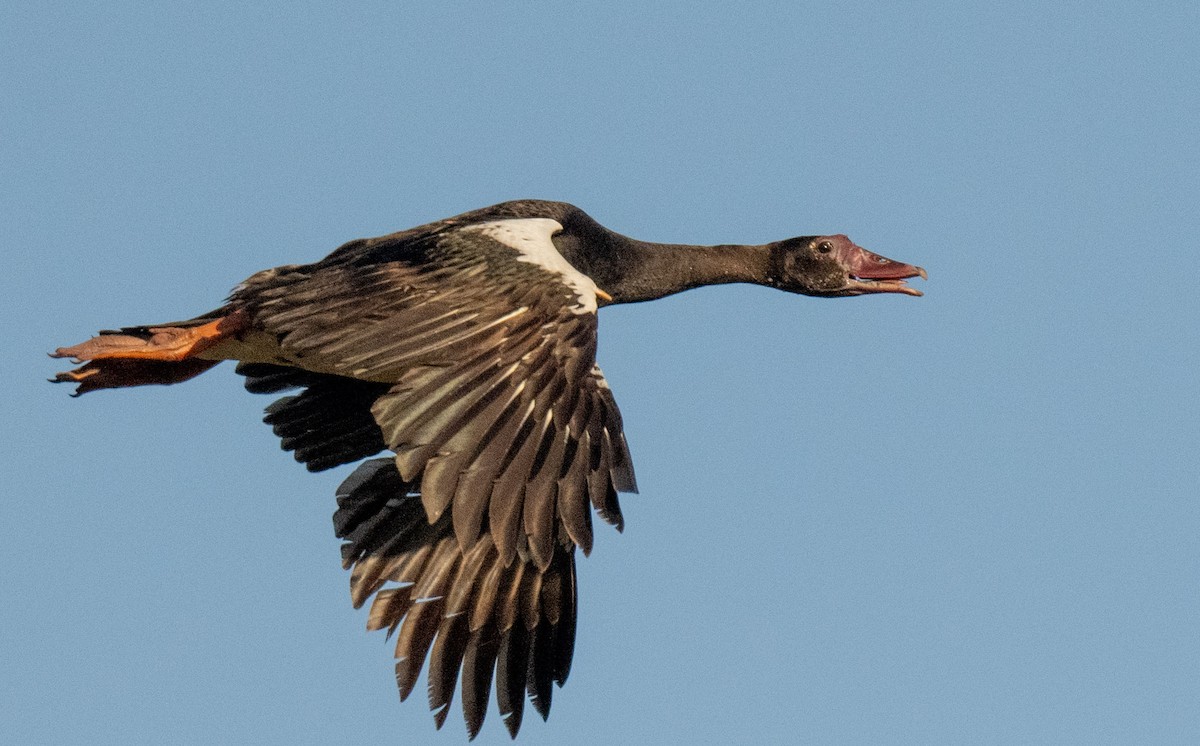 Spur-winged Goose - ML620981061