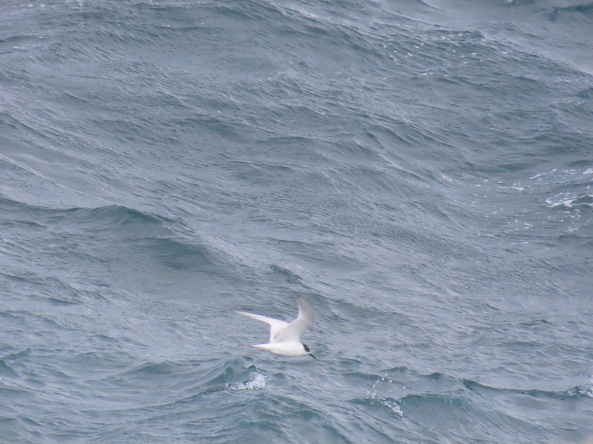 Weißstirn-Seeschwalbe - ML620981063
