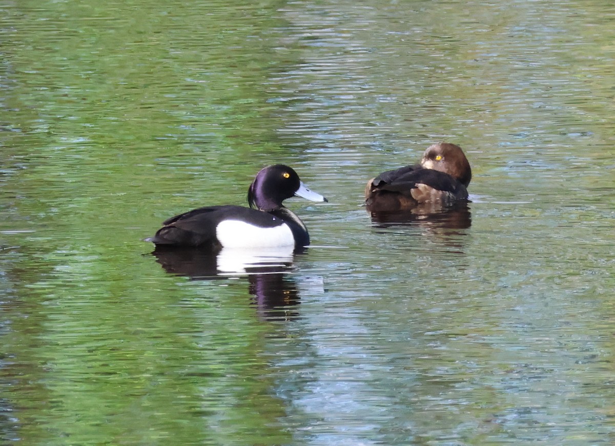 Tufted Duck - ML620981066