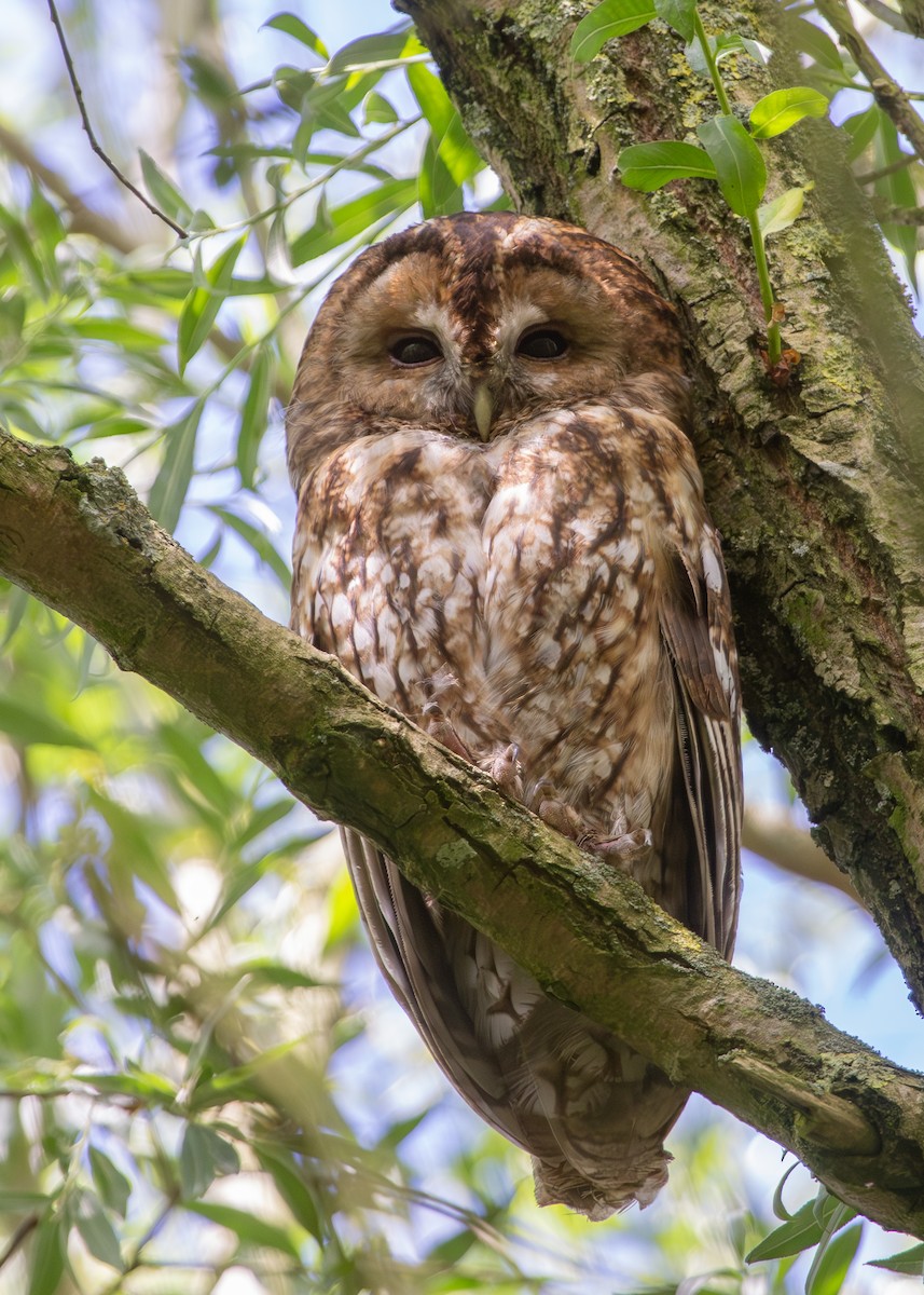 Tawny Owl - ML620981069