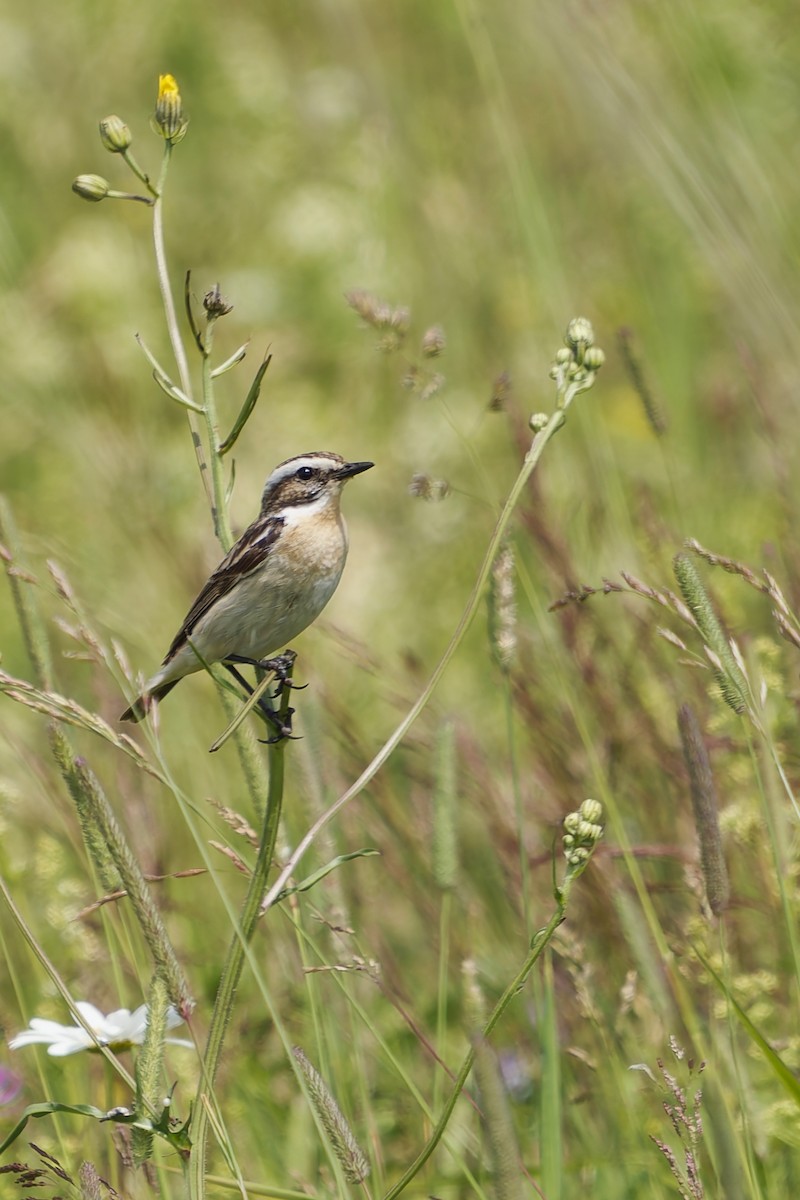 Whinchat - ML620981078