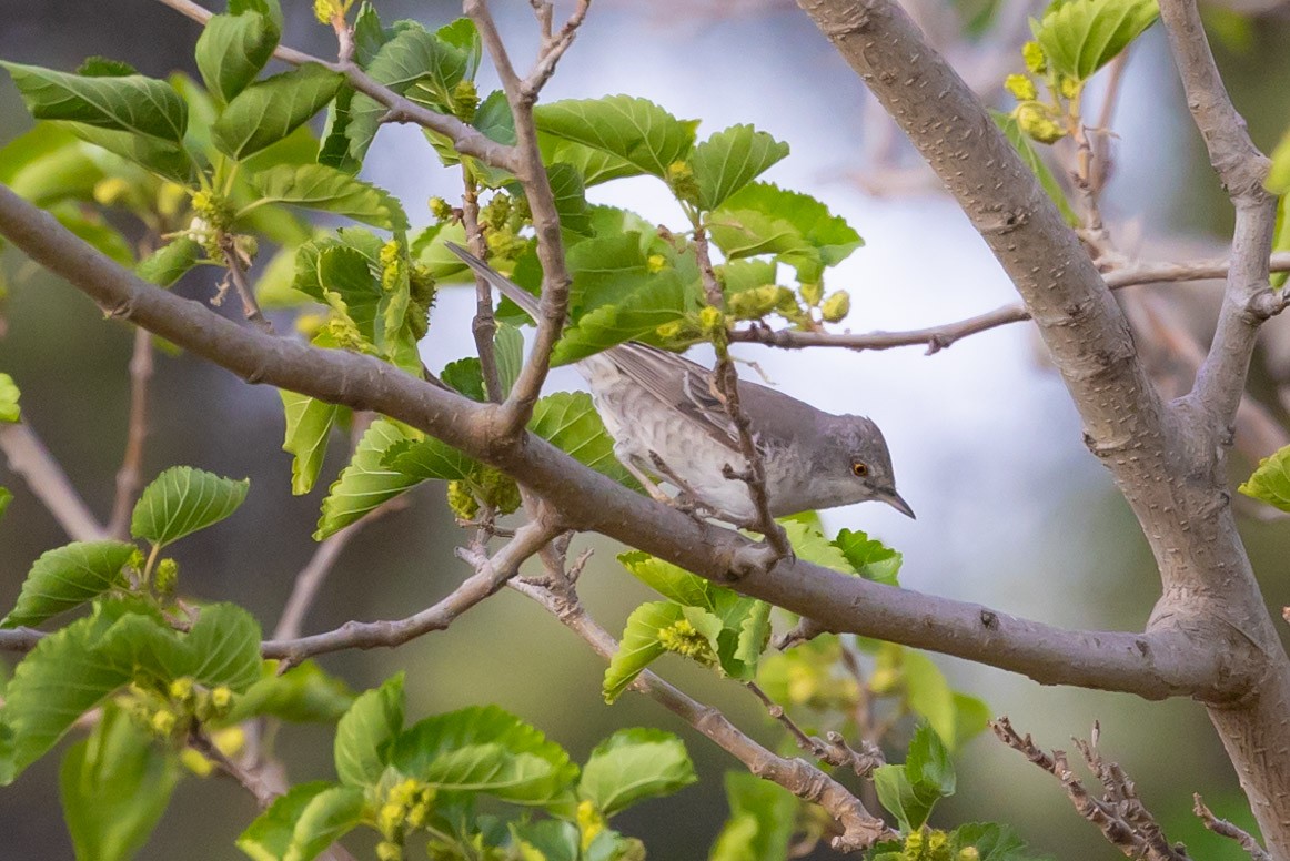 Barred Warbler - ML620981115