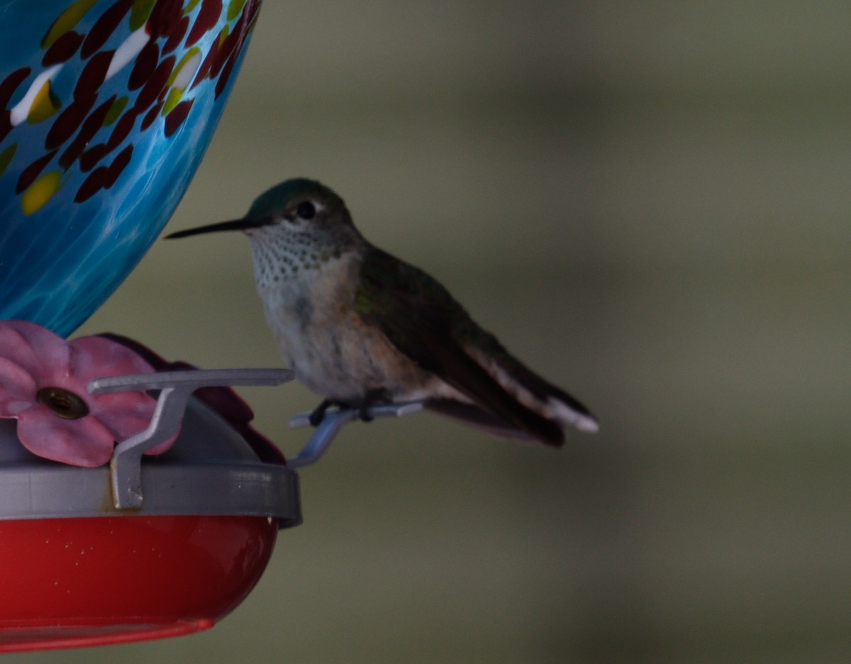 Calliope Hummingbird - ML620981119