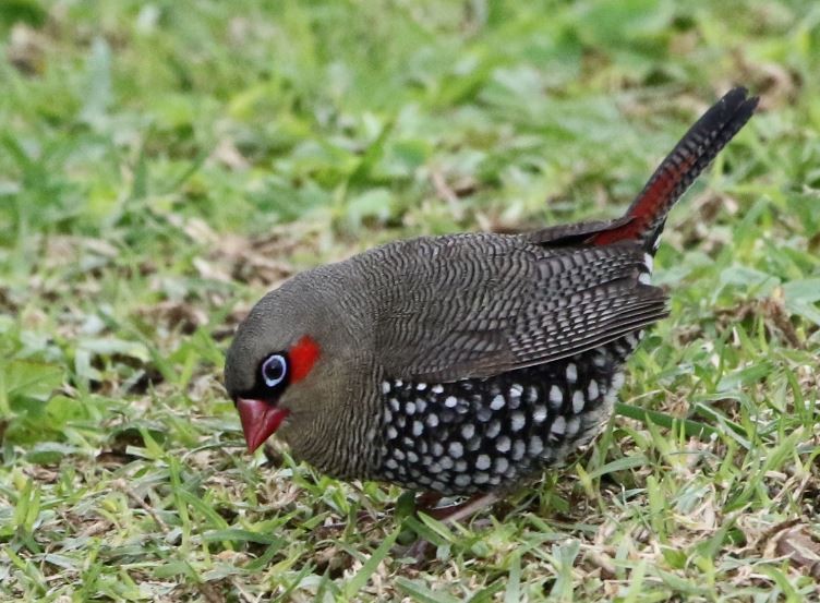 Red-eared Firetail - ML620981125