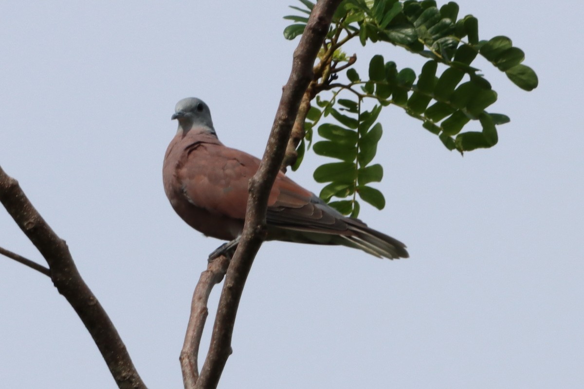 Red Collared-Dove - ML620981157