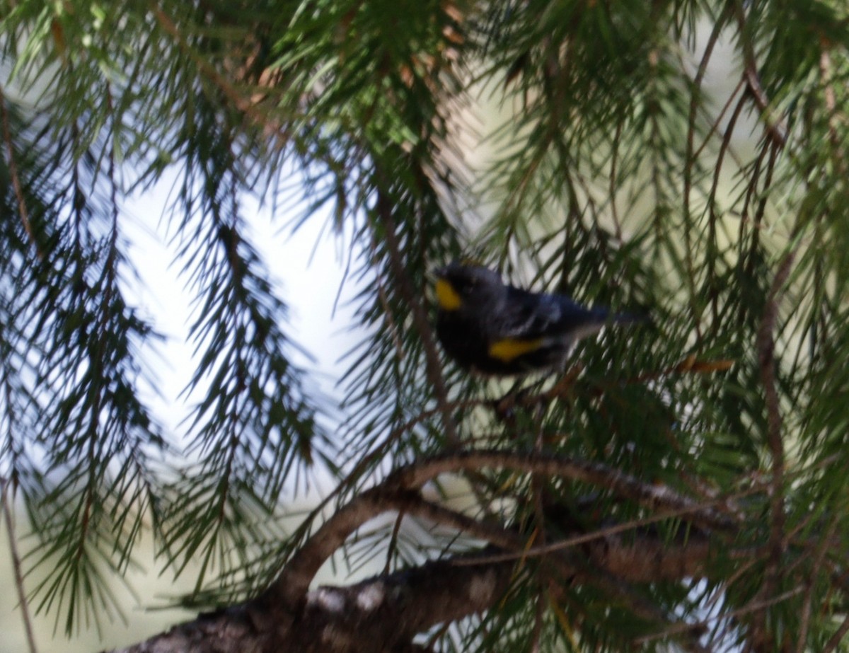 Yellow-rumped Warbler (Audubon's) - ML620981167