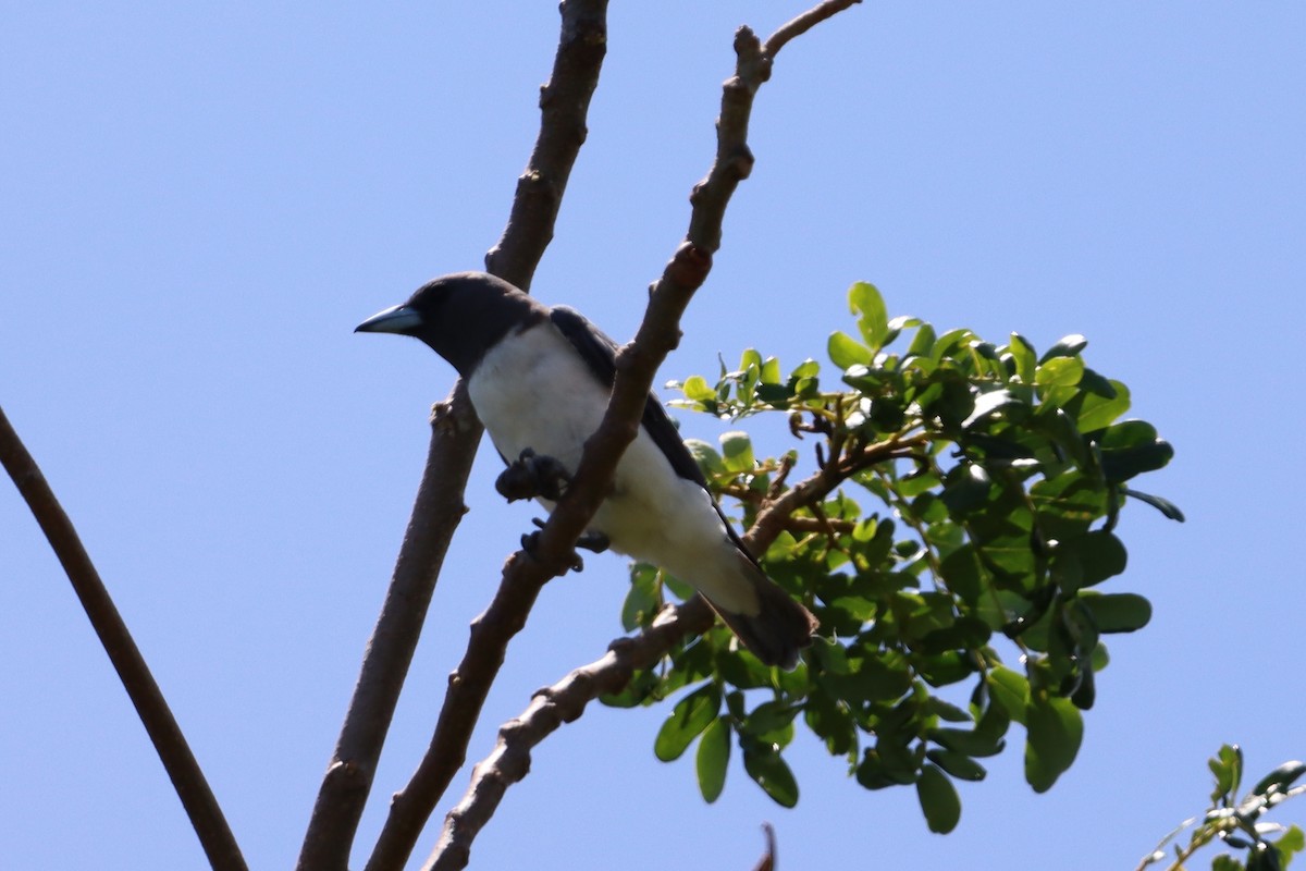 White-breasted Woodswallow - ML620981168
