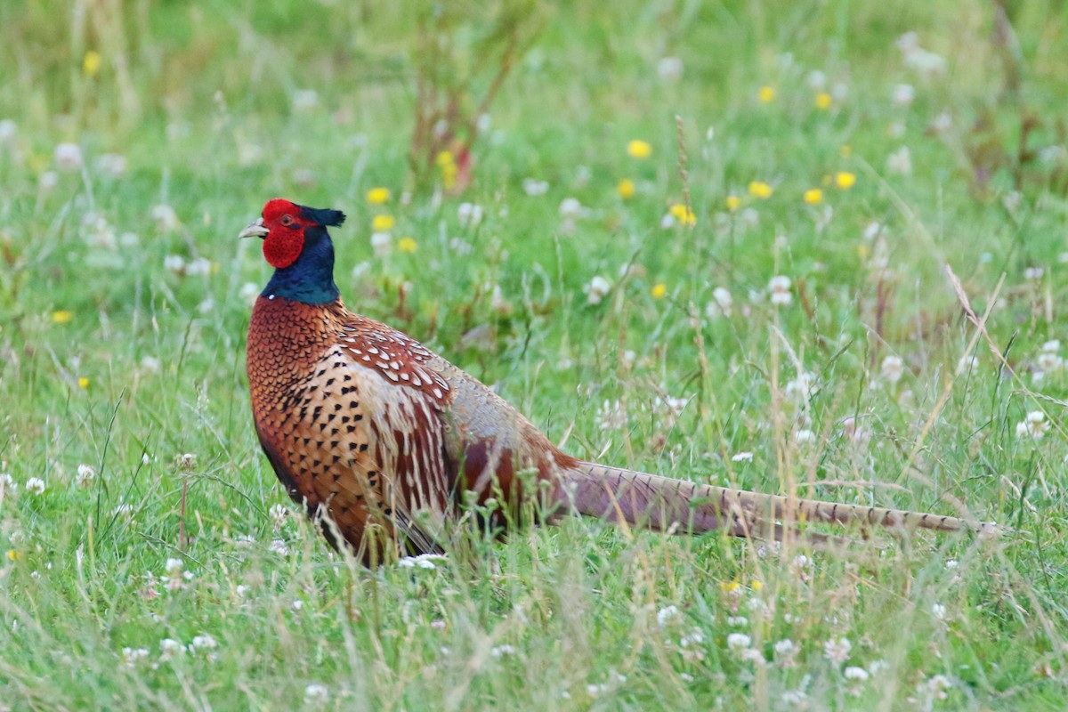 Ring-necked Pheasant - ML620981177