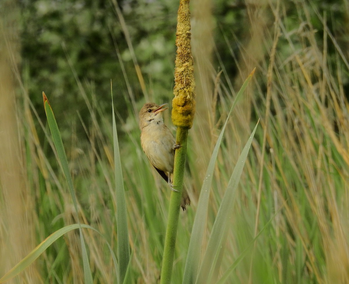Common Reed Warbler - ML620981179