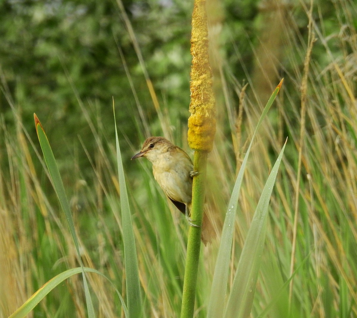 Common Reed Warbler - ML620981180