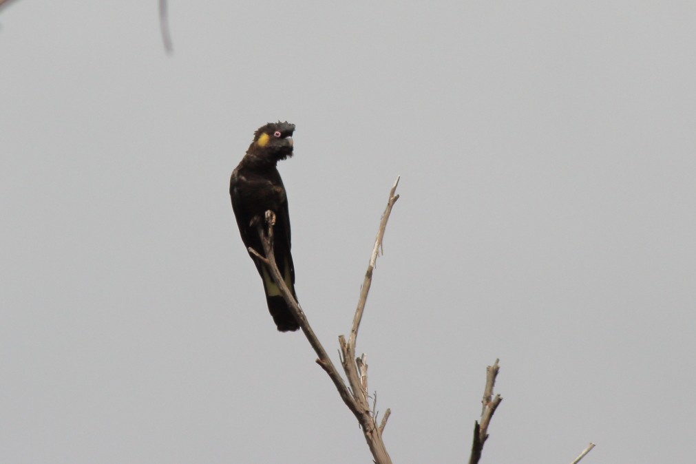 Yellow-tailed Black-Cockatoo - ML620981209