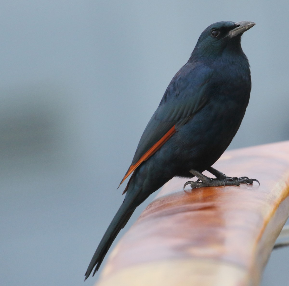 Red-winged Starling - ML620981253