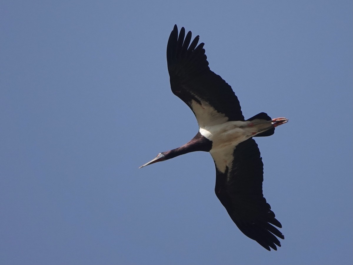 Abdim's Stork - ML620981262
