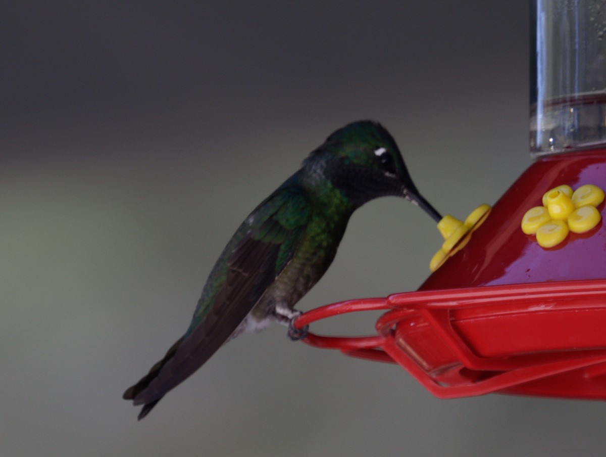 Rivoli's Hummingbird - ML620981299
