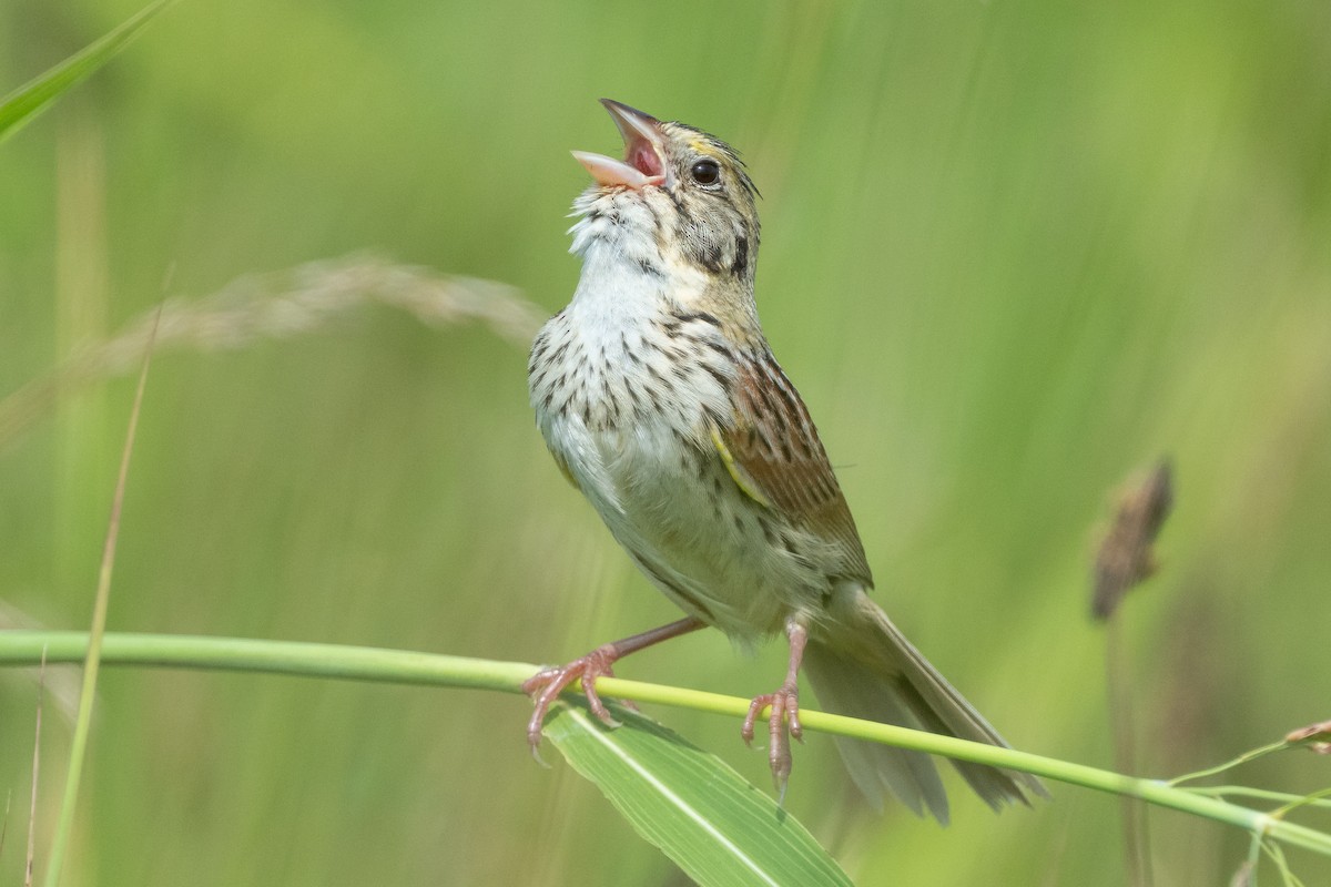 Henslow's Sparrow - ML620981302
