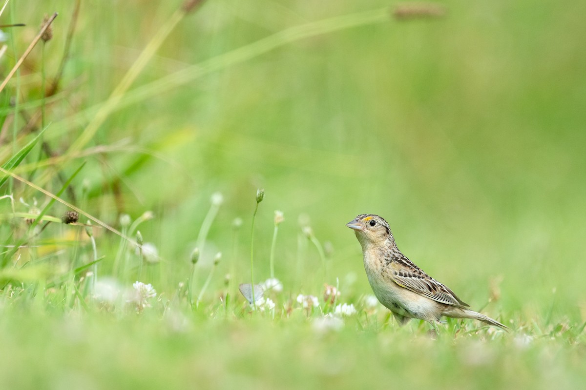 Grasshopper Sparrow - ML620981303