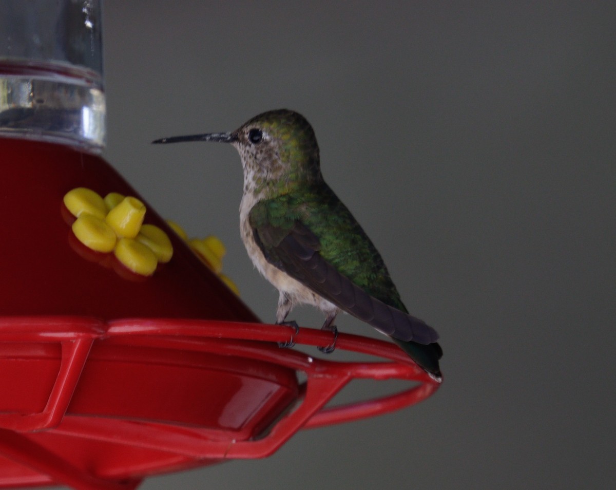 Calliope Hummingbird - ML620981306