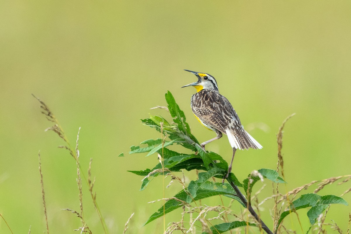 Eastern Meadowlark - ML620981314