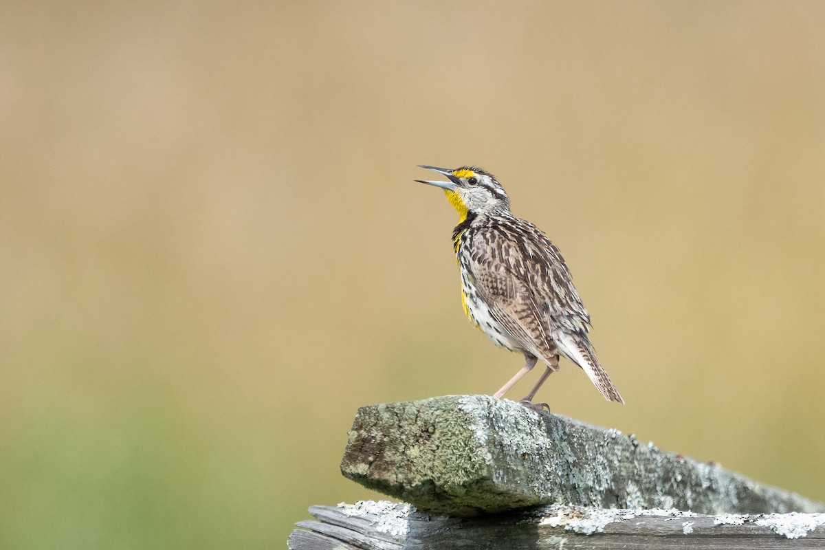 Eastern Meadowlark - ML620981315