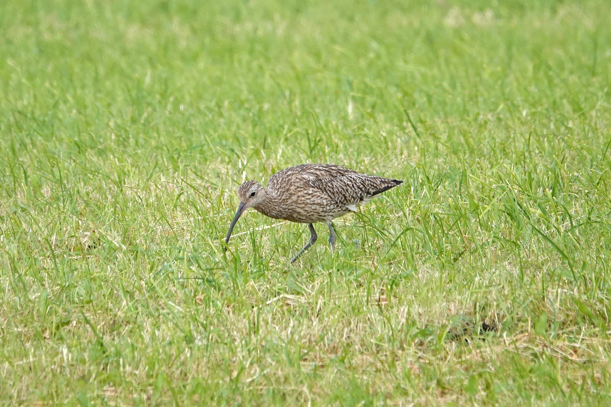 Eurasian Curlew - Ray Scally