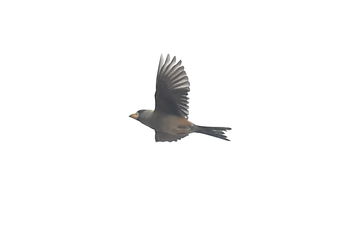 Gros-bec migrateur - ML620981366