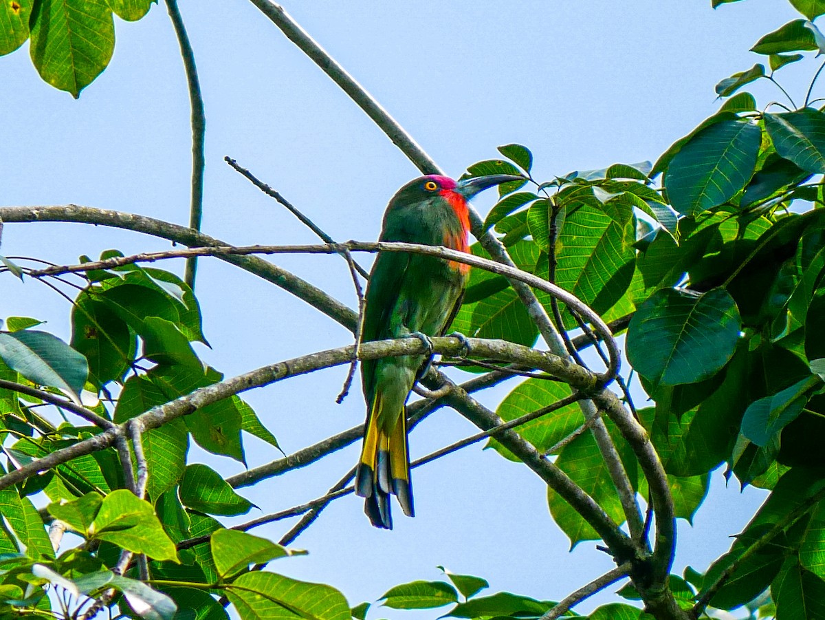 Red-bearded Bee-eater - ML620981387