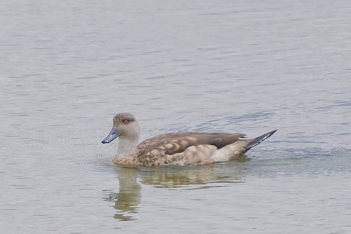 Crested Duck - ML620981404