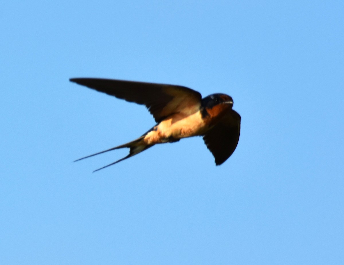 Barn Swallow - ML620981407