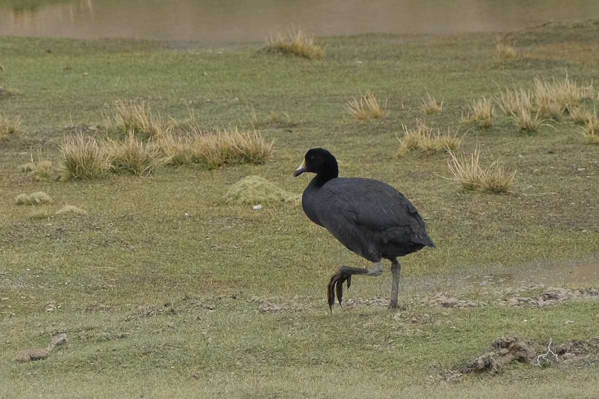 Giant Coot - ML620981420