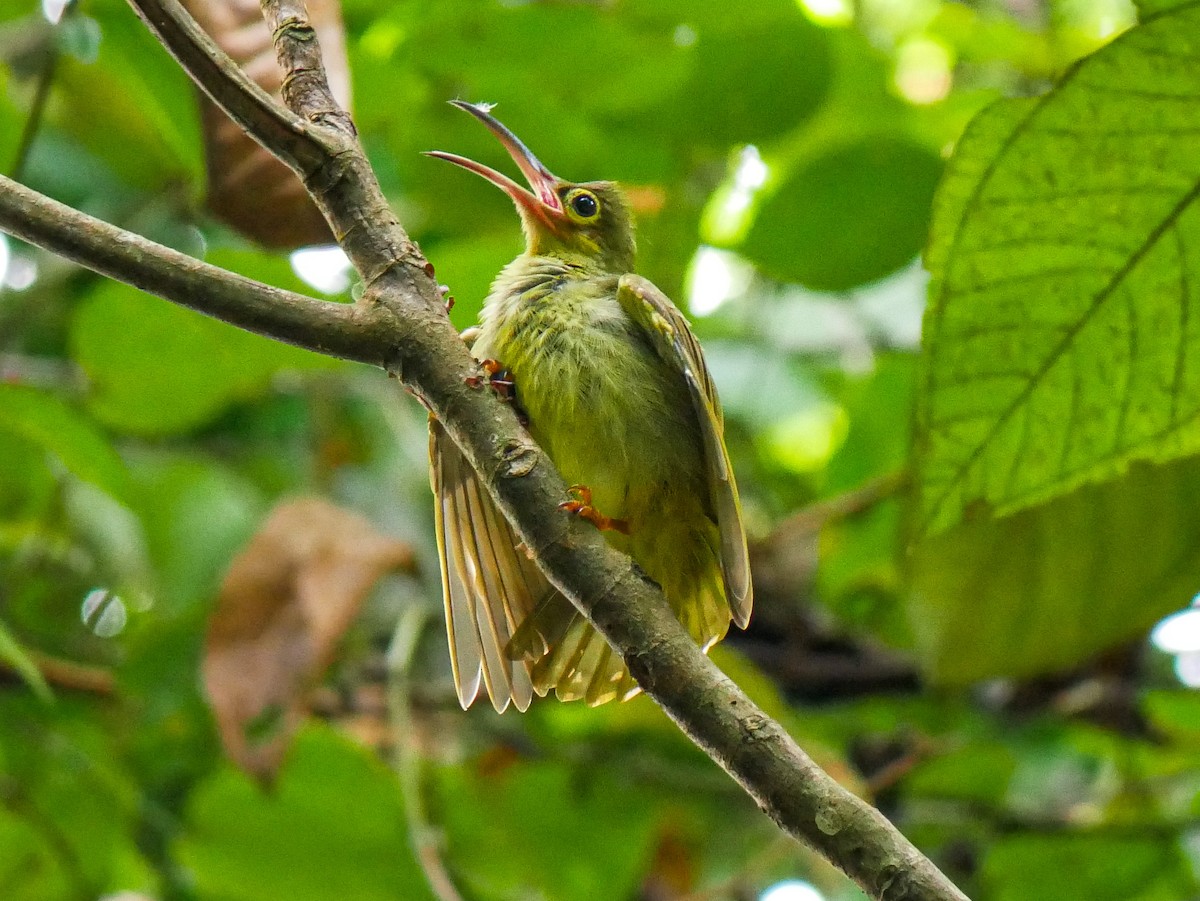 Spectacled Spiderhunter - Ming T