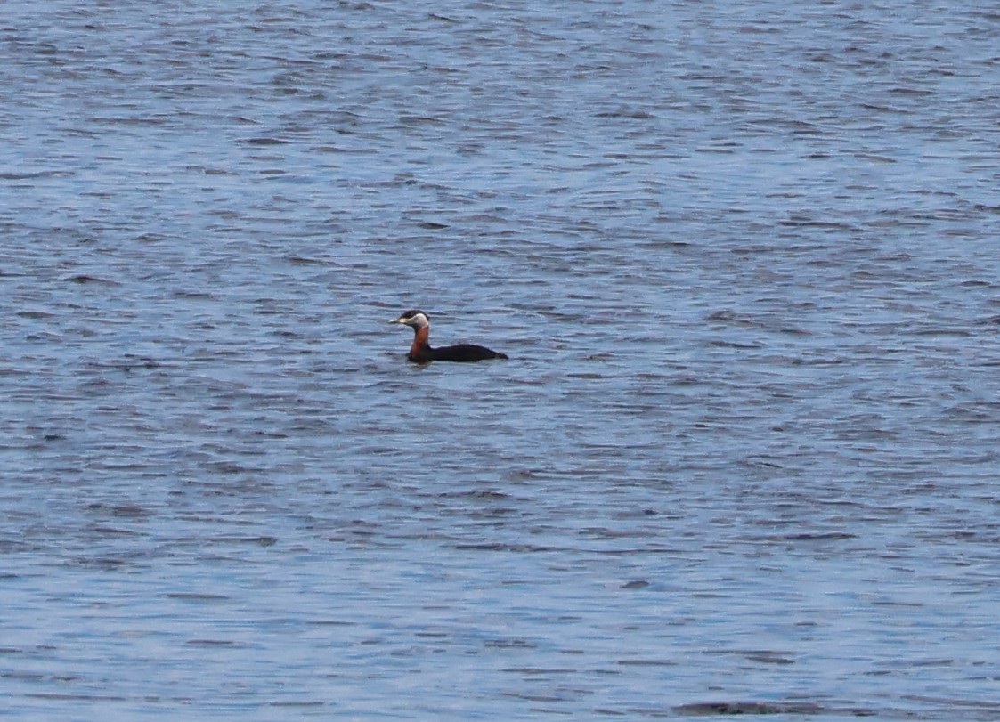 Red-necked Grebe - ML620981488