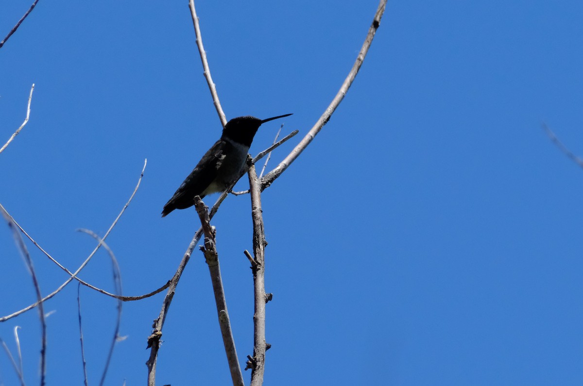 Black-chinned Hummingbird - ML620981493