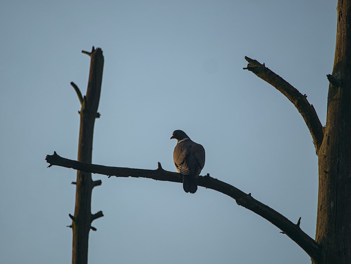 Common Wood-Pigeon - ML620981509