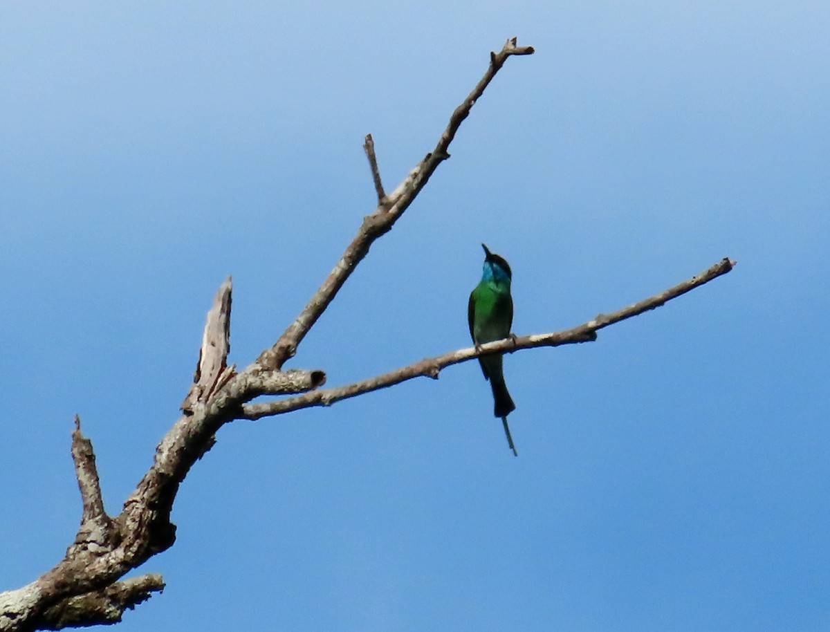 Blue-throated Bee-eater - ML620981511