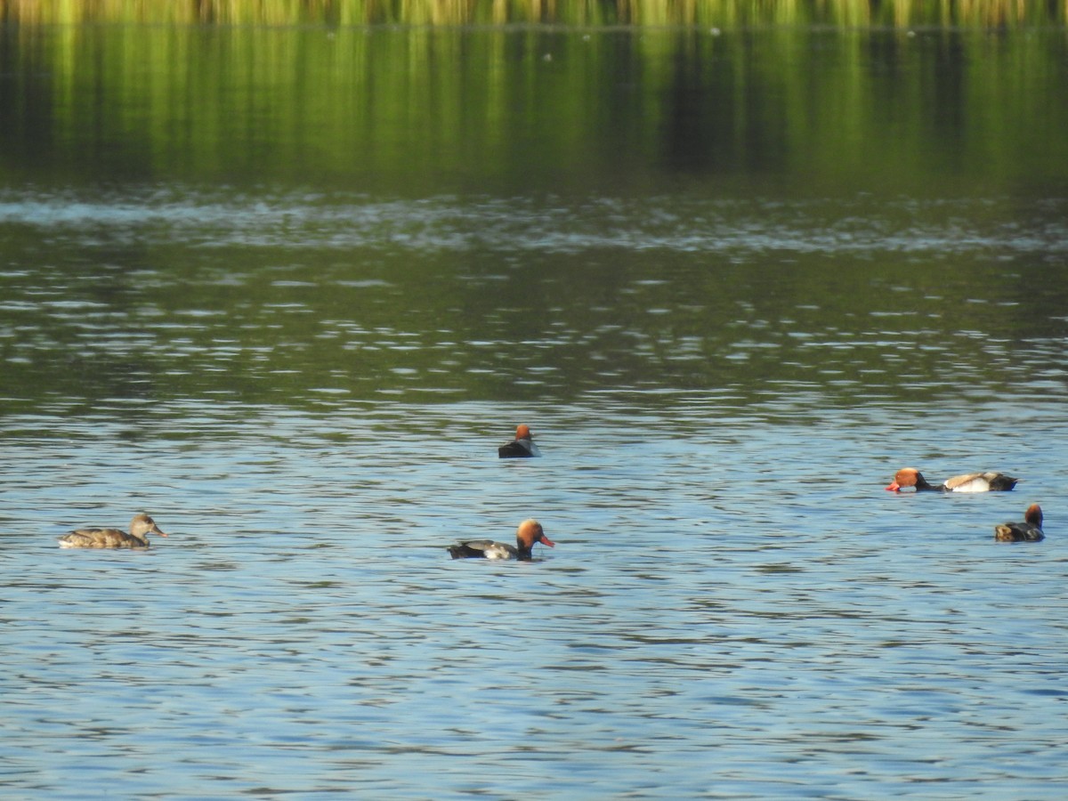 Red-crested Pochard - ML620981522