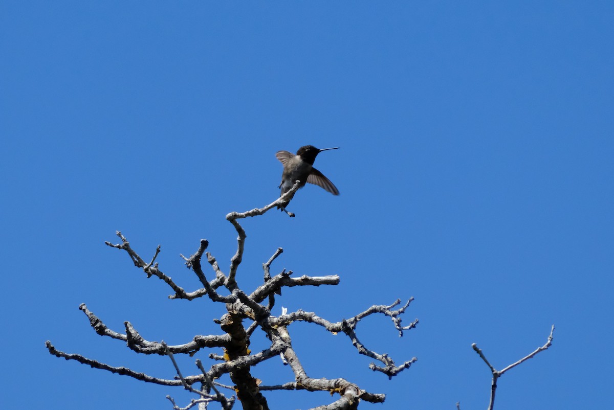 Kara Boğazlı Kolibri - ML620981563
