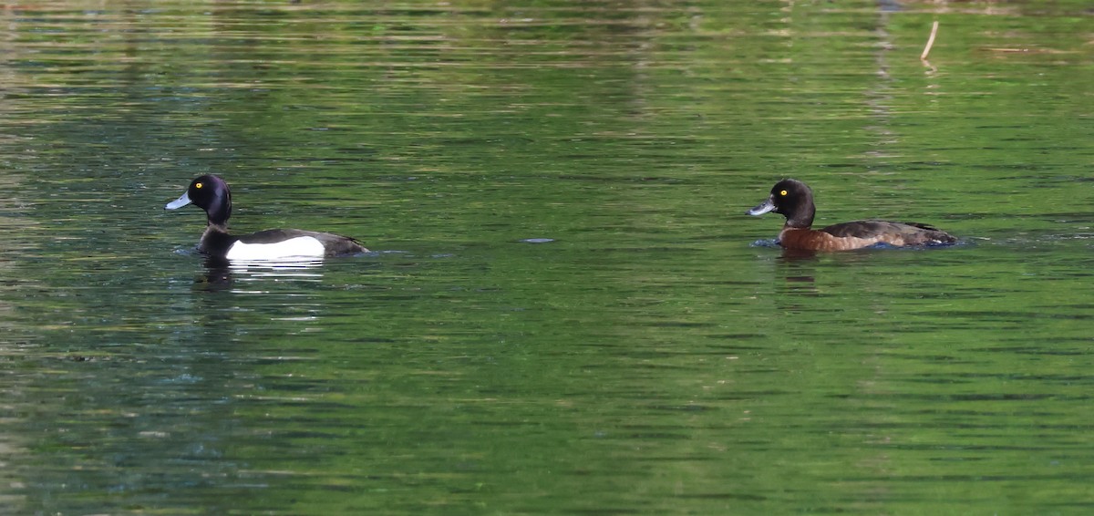 Tufted Duck - ML620981567