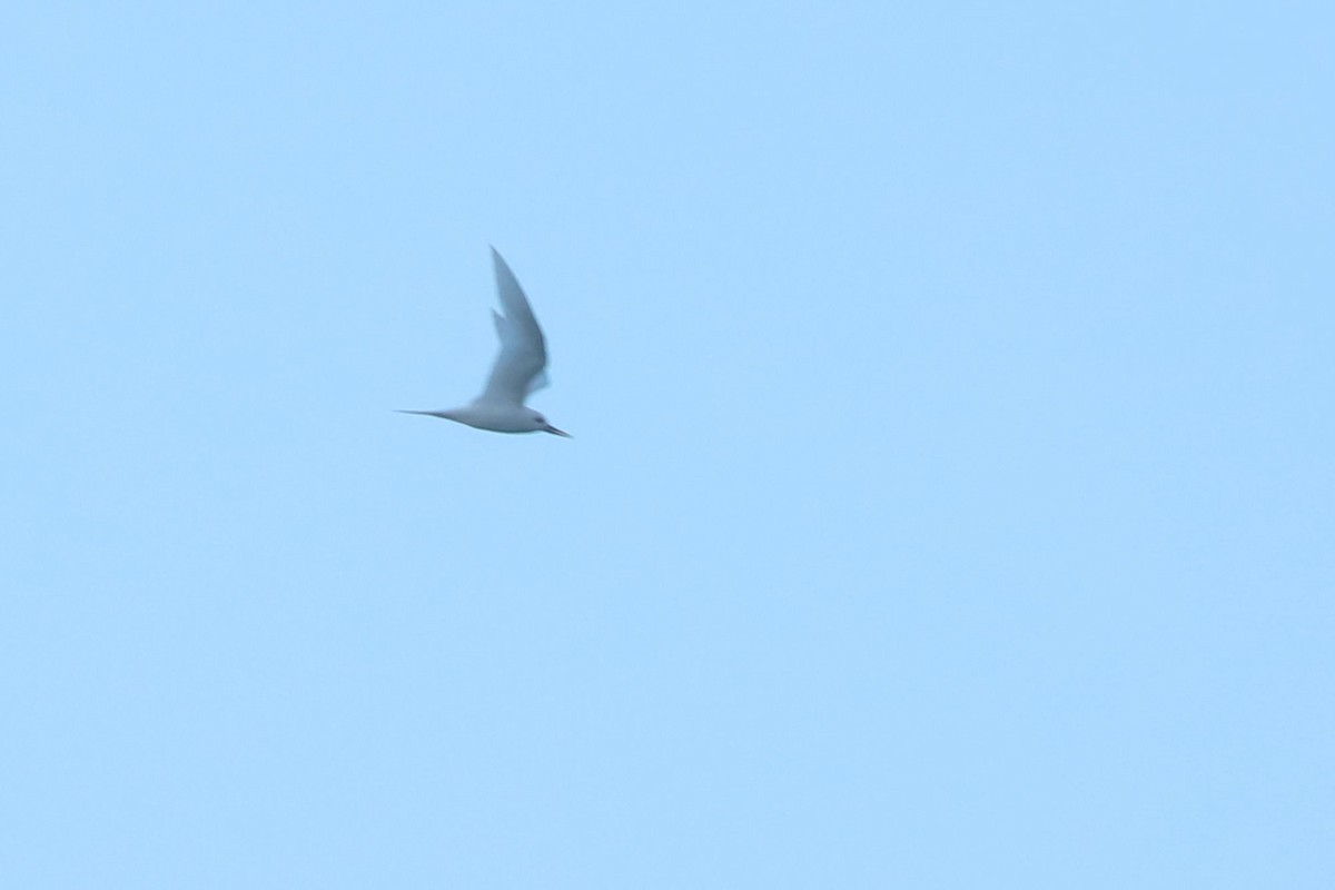 White Tern - ML620981575