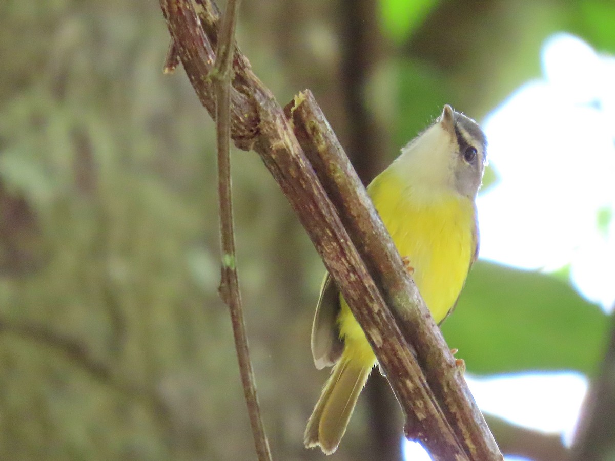 Yellow-bellied Warbler - ML620981582