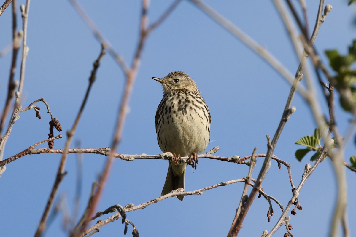 Meadow Pipit - ML620981607