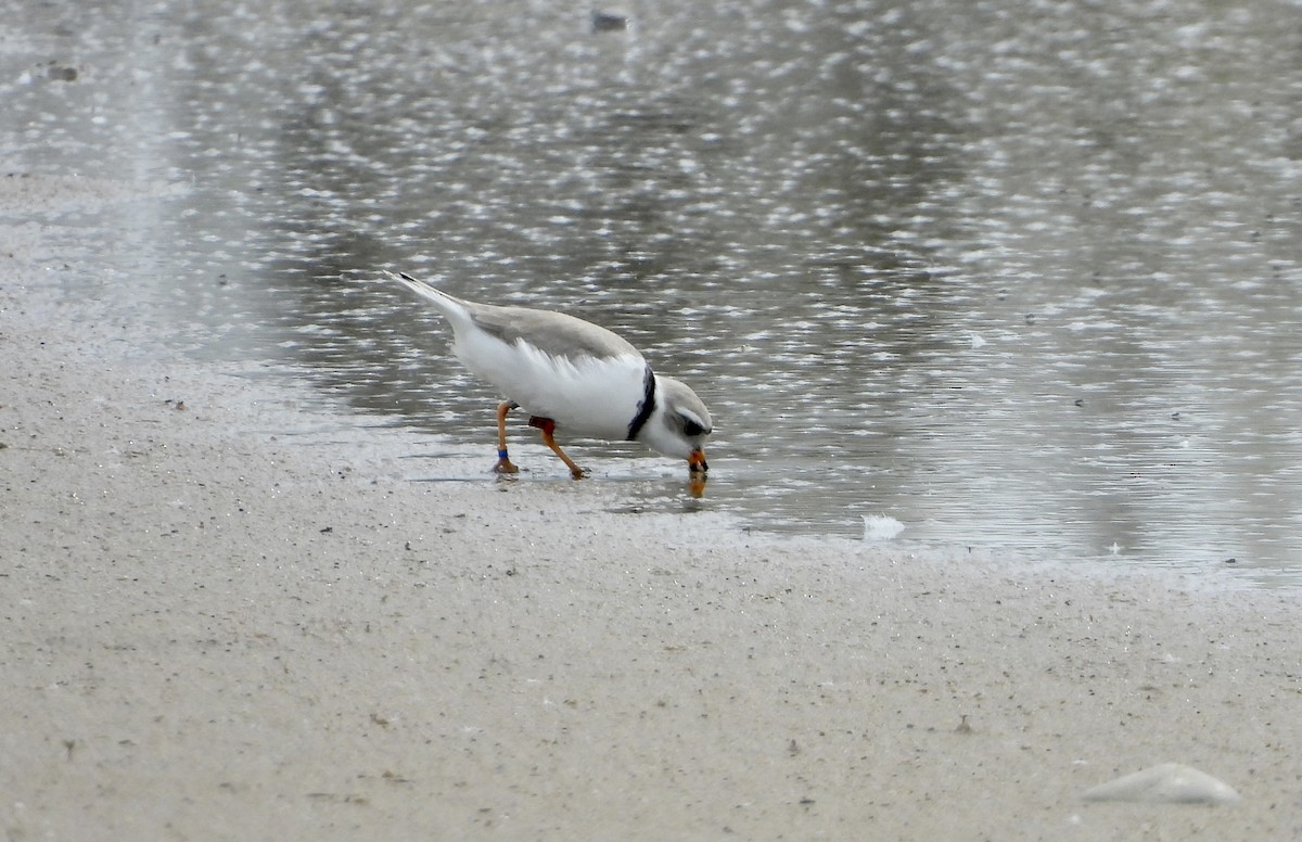 Piping Plover - ML620981615