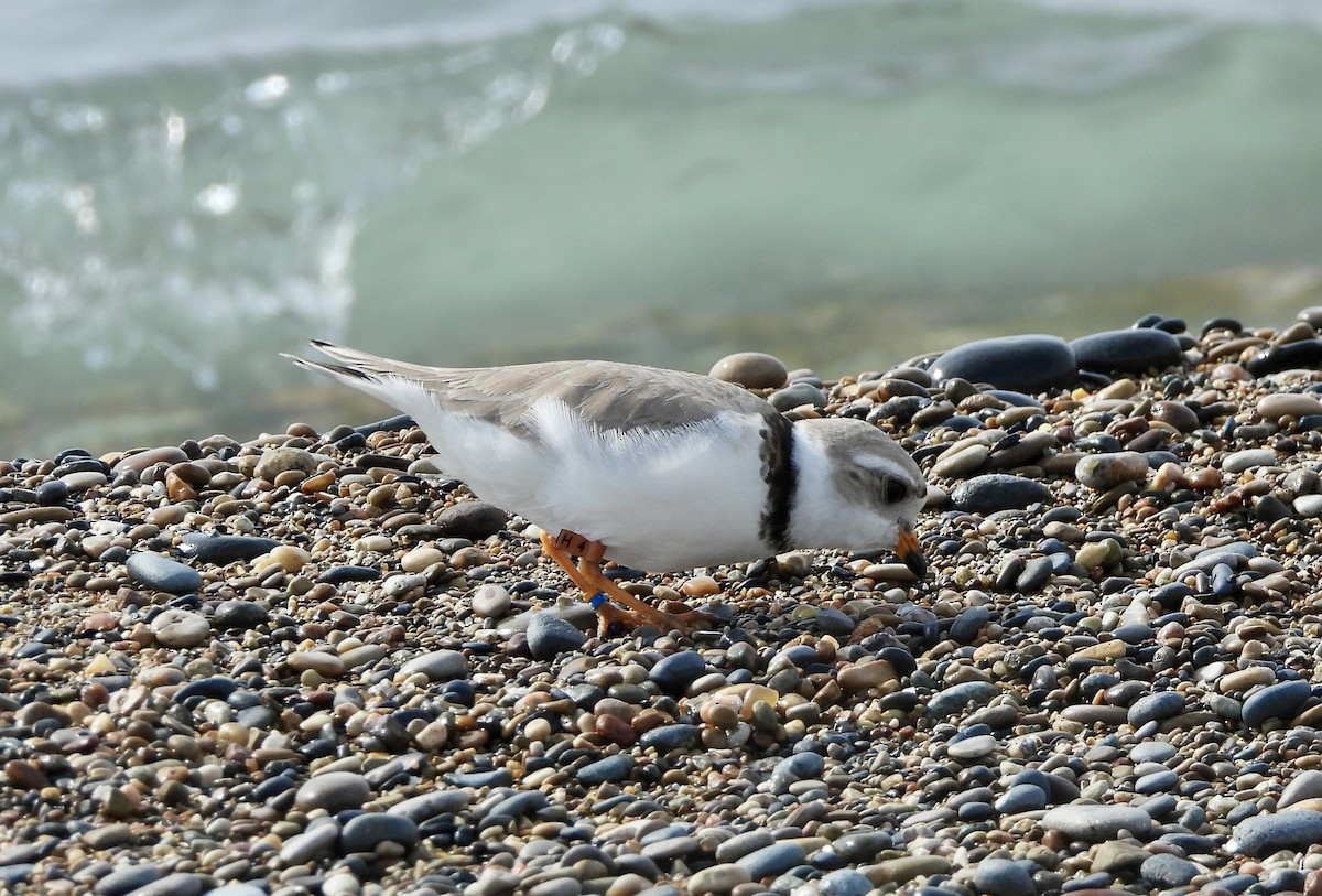 Piping Plover - ML620981619