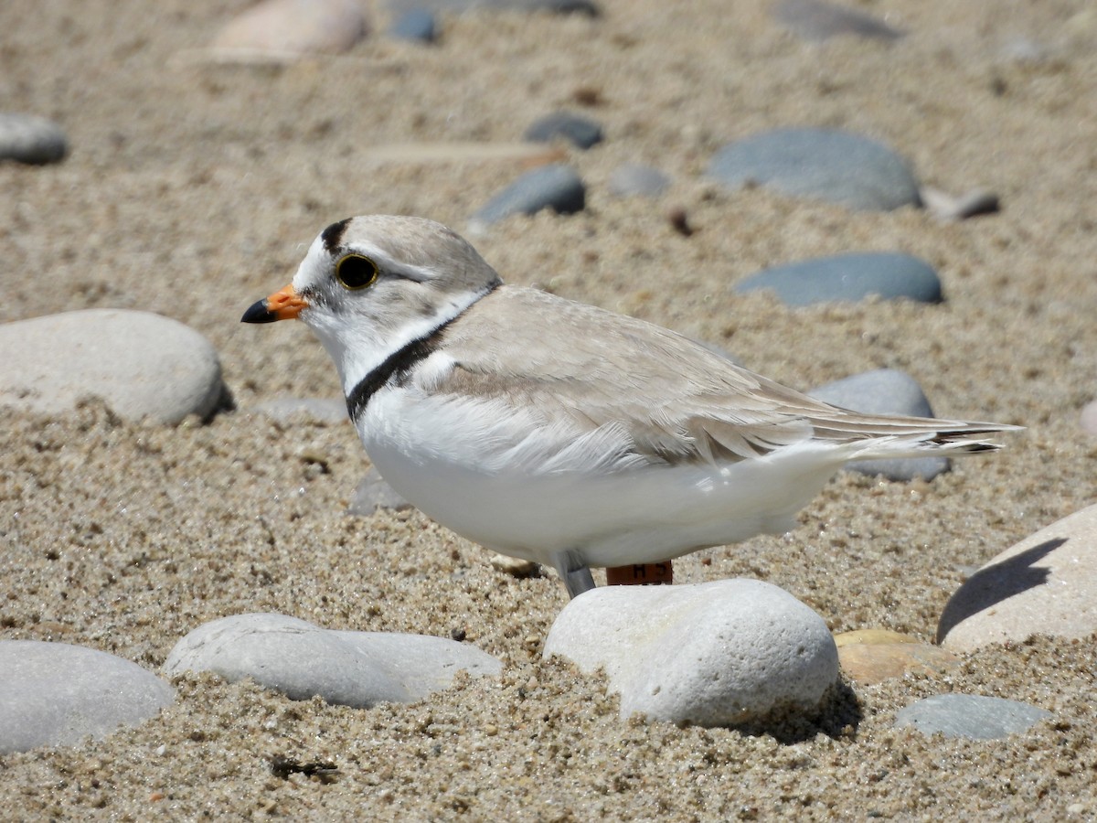 Piping Plover - Carolyn Lueck