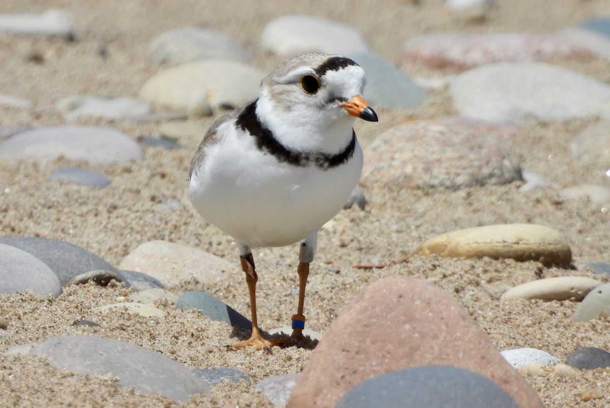 Piping Plover - ML620981632