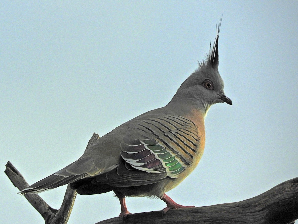 Crested Pigeon - ML620981633