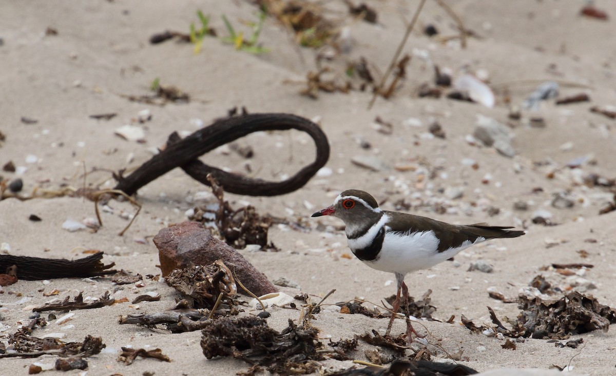 Three-banded Plover - ML620981636