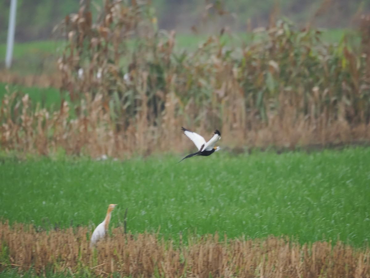 Pheasant-tailed Jacana - Ida Chan